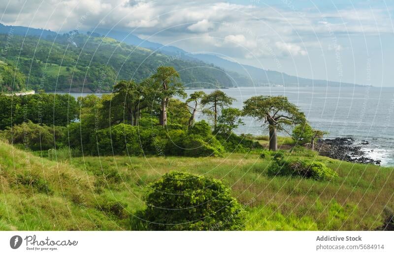 Verdant coastline on São Tomé's east coast vegetation rocky shore trees cloudy sky green landscape nature outdoors scenic foliage Sao Tome and Principe africa