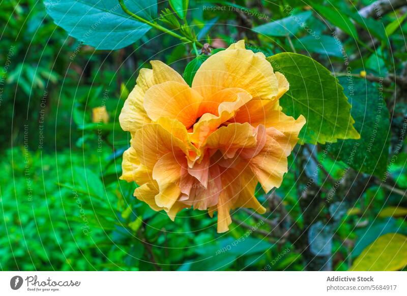 Vibrant Hibiscus Bloom in Lush Greenery, Praia Emilia hibiscus flower orange petal lush greenery flora bloom botanical tropical isolated hibiscus praia emilia