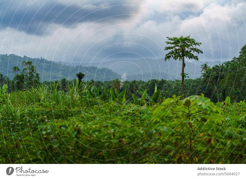 Lush Tropical Jungle Landscape in Jungle, São Tomé tropical jungle vegetation greenery nature biodiversity landscape moody sky lush dense foliage forest natural