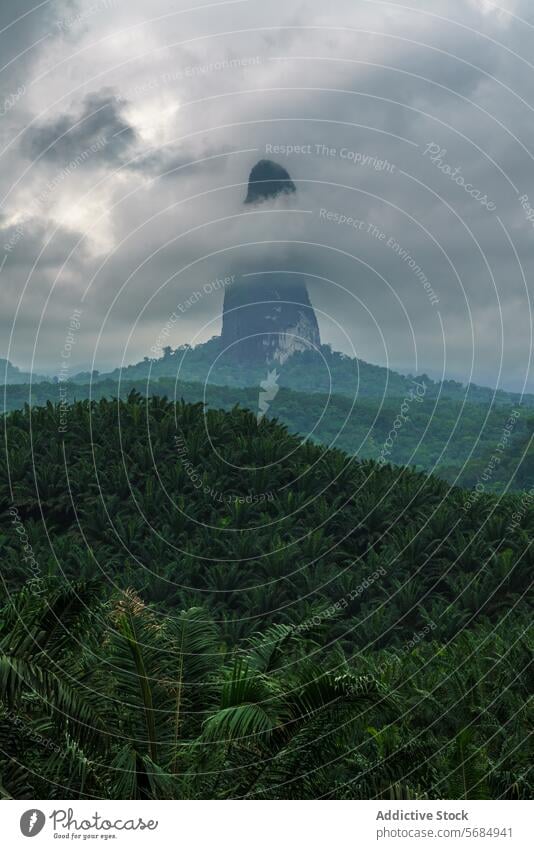 Majestic Pico Câo Grande rising through the mist pico câo grande cloud tropical jungle príncipe lush green foliage nature landscape peak volcanic plug africa