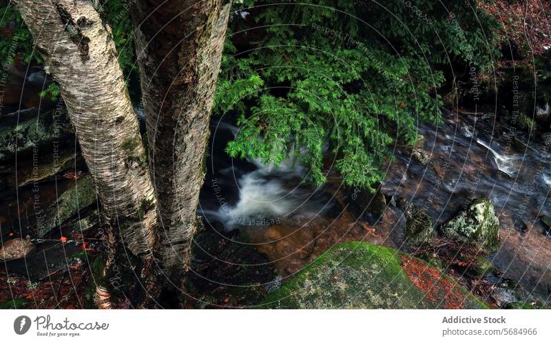 Serene forest stream viewed through tree trunks bark blurred nature tranquil woodland close-up serene beauty green leaf plant outdoor environment landscape