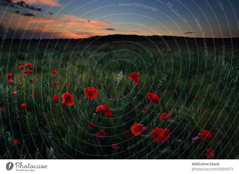 Tranquil sunset over poppy fields in La Mancha, Spain la mancha landscape spain tranquil serene picturesque flowers nature rural castilla la mancha dusk evening