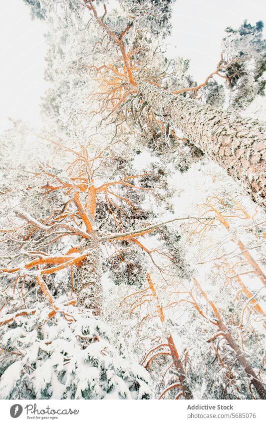 Snow-covered trees in Guadarrama National Park, Spain snow guadarrama national park spain winter landscape white sky nature serene peaceful cold frosty branches