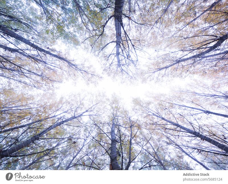 Poplar and Walnut Trees Reaching Skyward in Autumn tree poplar autumn leaf trunk sky upward forest nature thin robust display canopy vertical woodland season