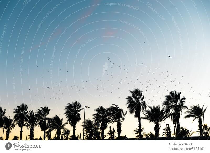 Silhouette of palm trees against a sunset sky with birds flying above silhouette nature dusk evening tranquil peaceful outdoors tropical horizon scenic beauty