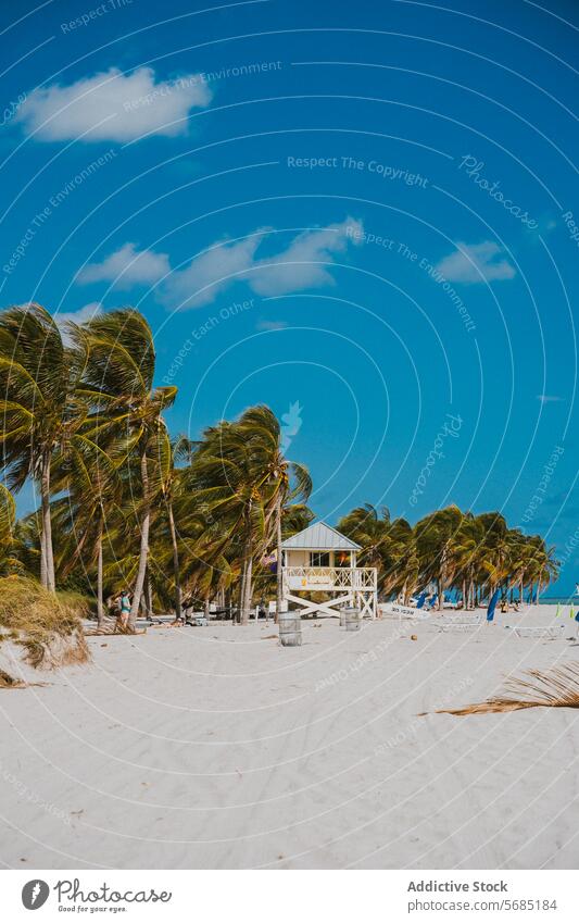 Sunny day at a Miami Beach with Palm Trees and Lifeguard Tower miami florida usa beach palm tree sky sand lifeguard tower sunny tropical coastline seaside