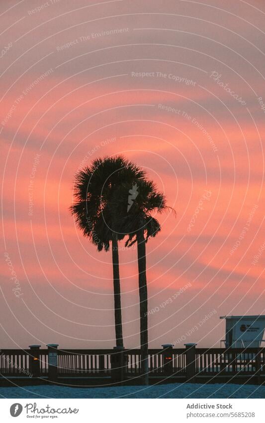 Palm tree silhouette against vibrant sunset sky in Miami palm tree miami florida pink orange dusk twilight evening nature scenic tranquil beauty color tropical