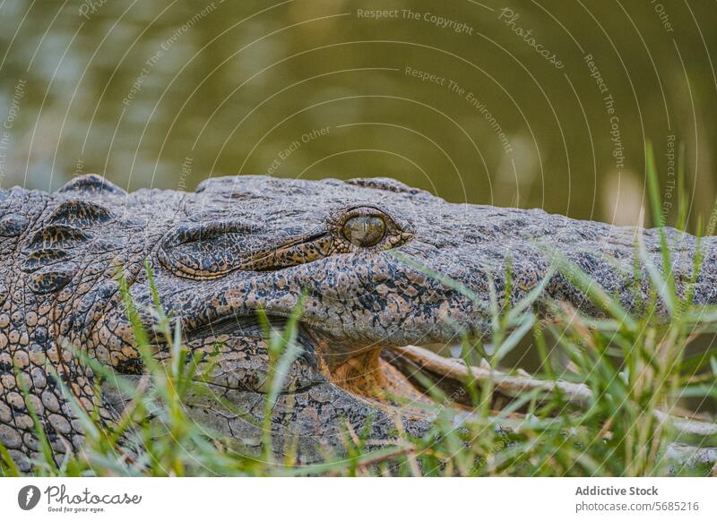 Close-up of an alligator's eye and scales in Miami close-up reptile miami florida texture pattern nature wildlife predator camouflage detail animal swamp marsh