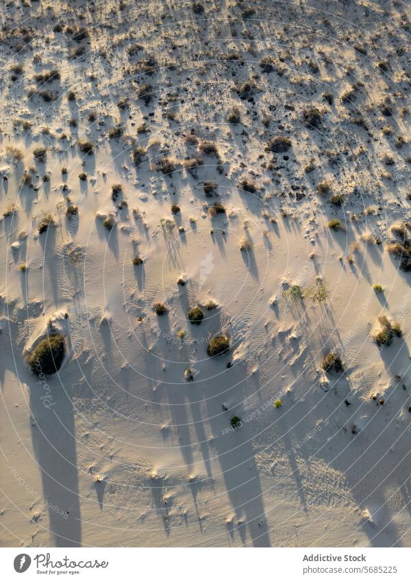 Early morning light creates a contrast of shadows and highlights on the Corralejo Dunes in Fuerteventura Morning sand texture pattern nature scenic landscape