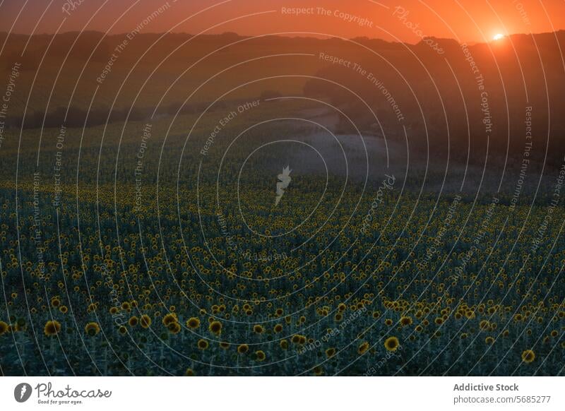 The setting sun casts a warm glow over a vast sunflower field, marking the end of a day in the countryside sunset dusk landscape nature evening floral horizon