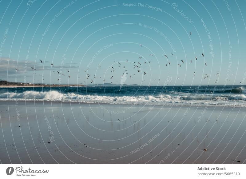 A serene beachscape at Lariño with seagulls flying over gentle waves under a clear blue sky, reflecting tranquility and the beauty of Galicia sand coastal