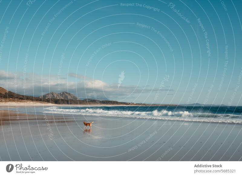 A lone dog enjoys the vastness of Lariño beach in Galicia, with gentle waves and a mountainous backdrop under a soft blue sky serene tranquility sand coastal