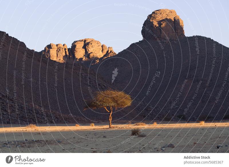 Solitary tree in the Guelta Essendilene desert landscape solitude rugged terrain sunset light nature scenic beauty wilderness arid dry mountain skyline rock