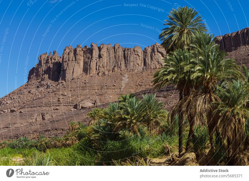 Oasis in Guelta Iherir amid desert cliffs oasis blue sky rocky landscape nature vegetation lush water travel exploration africa natural beauty arid environment