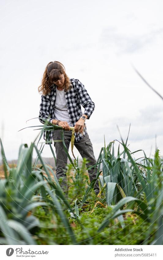 Farmer woman collecting leeks in the field adult agriculture agronomist botany caucasian crop cultivation eco farmer farming farmland female food freshness