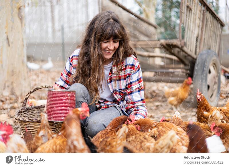 Farmer woman feeding chickens on a rural farm outdoors adult agriculture animal backyard beak bird breeding brown care caucasian cereal corn country countryside