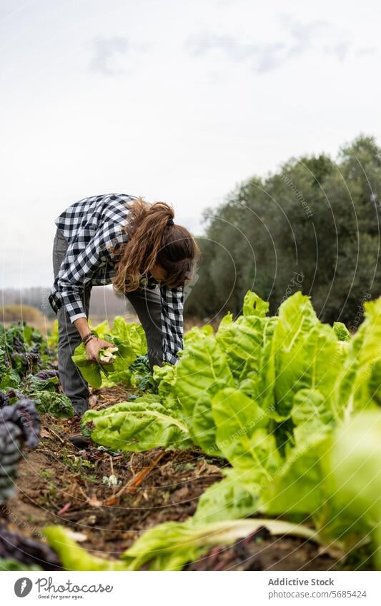 Farmer woman collecting chard in the field adult agriculture agronomist botany caucasian crop cultivation eco farmer farming farmland female food freshness