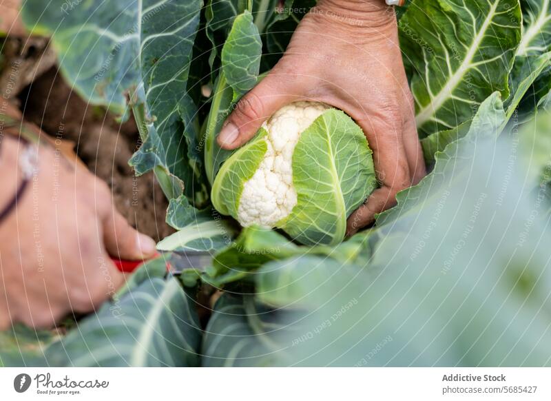 Farmer woman harvesting a cauliflower in the field adult agriculture agronomist botany caucasian collecting crop cultivation eco farmer farming farmland female