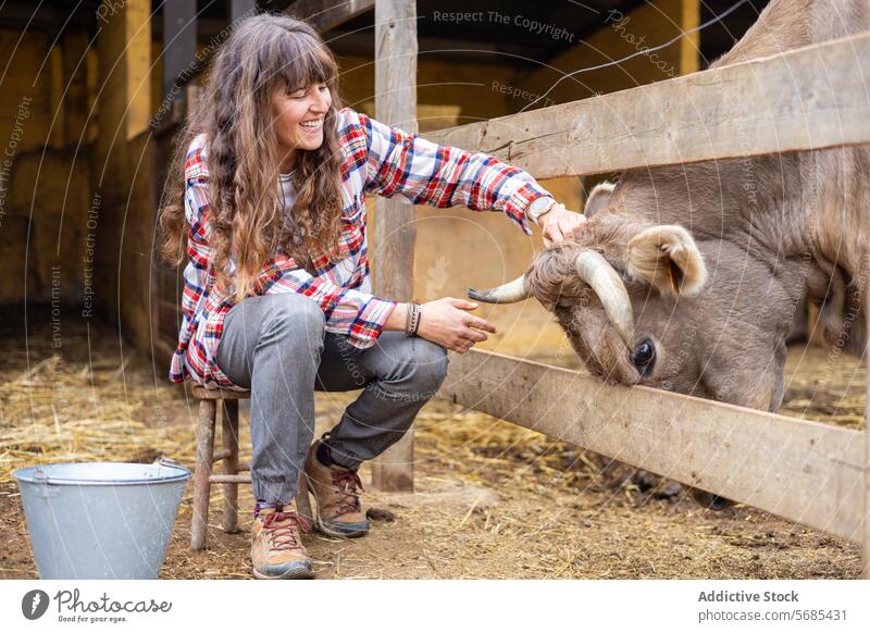 Happy farmer woman with a dairy cow on a rural farm adult agriculture animal barn brunette of the Pyrenees business calf care caress cattle caucasian cheerful