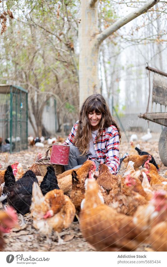 Farmer woman feeding chickens on a rural farm outdoors adult agriculture animal backyard beak bird breeding brown care caucasian cereal corn country countryside