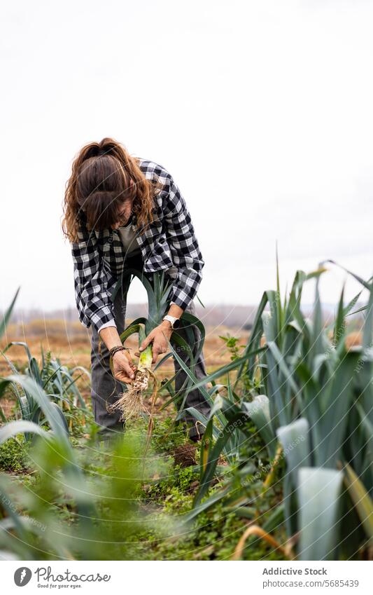 Farmer woman collecting leeks in the field adult agriculture agronomist botany caucasian crop cultivation eco farmer farming farmland female food freshness