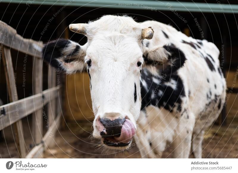 Portrait of a Friesian cow on an organic farm agriculture animal beef black black and white bovine calf cattle close-up country countryside curious cute dairy