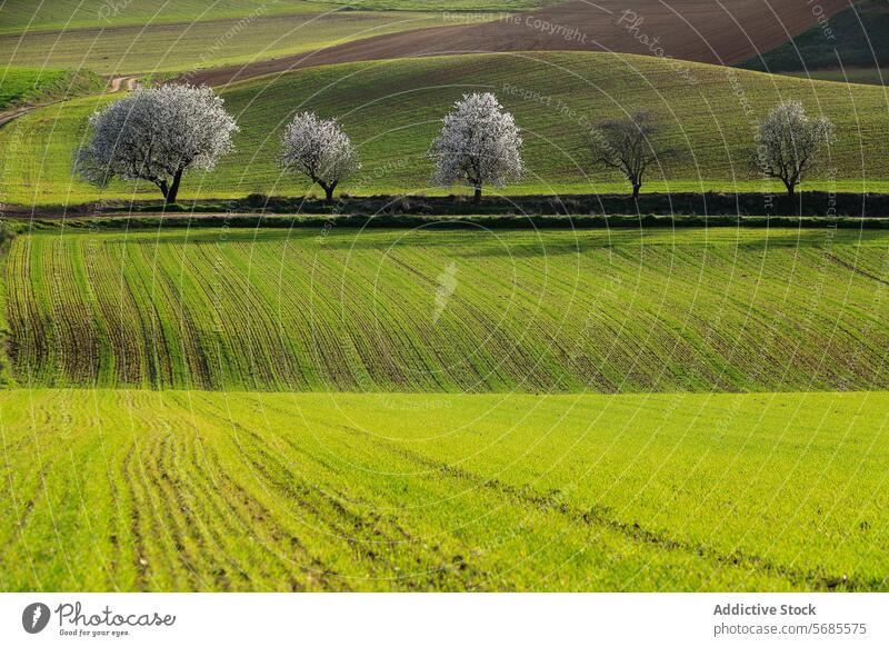 Serene Spring Landscape with Blossoming Trees landscape spring green field tree blossom white rolling peaceful serene light nature outdoor rural scenic beauty