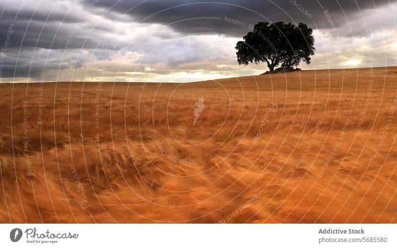 Dramatic Sky Over Windswept Golden Wheat Field landscape nature field sky cloud tree hill wheat golden windswept tranquil dramatic moody solitude serene