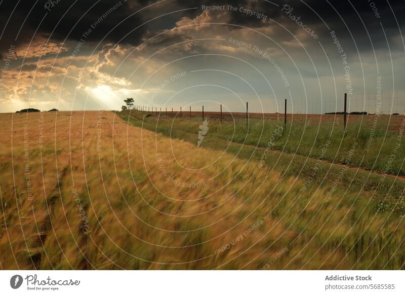 Serene wheat field under stormy summer sky landscape nature cloud dramatic rural serene tranquil golden agriculture farm countryside horizon fence tree contrast