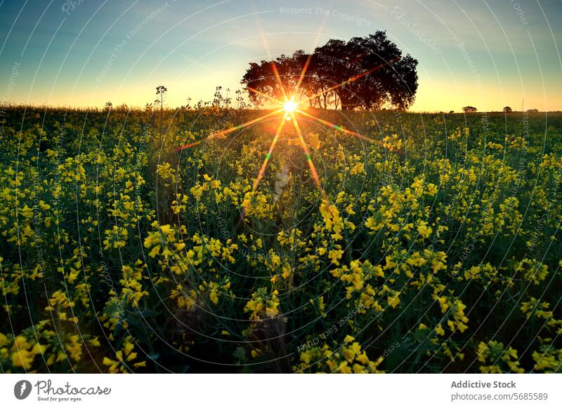 Sunburst Through Trees Over Vibrant Farmland sunburst tree farmland sunset silhouette green field agriculture sky sunlight landscape nature evening sunshine