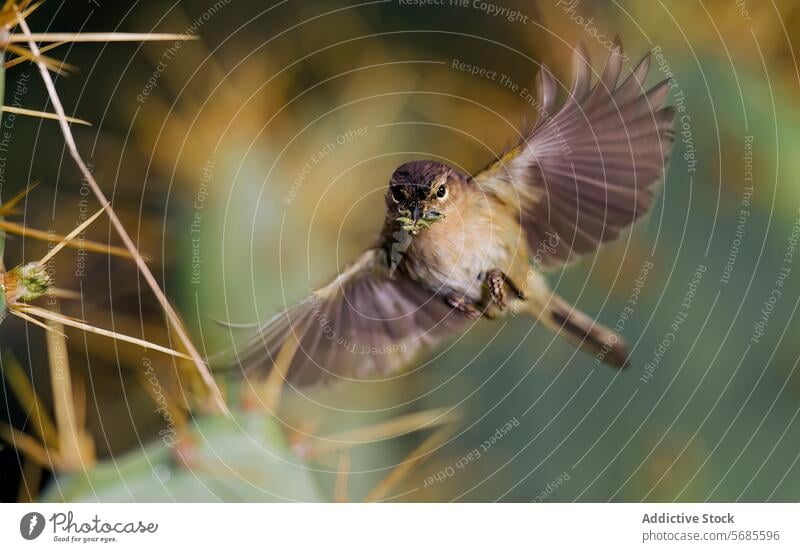 Delicate chiffchaff bird in mid-flight with a catch in its beak Common chiffchaff wildlife nature wings insect flying brown small capturing prey green