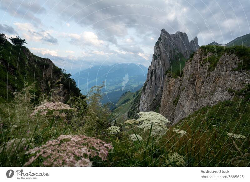 Majestic rugged cliffs in a tranquil mountain landscape wildflower nature serene sky clouds flora greenery towering outdoors peaceful majestic alpine scenic