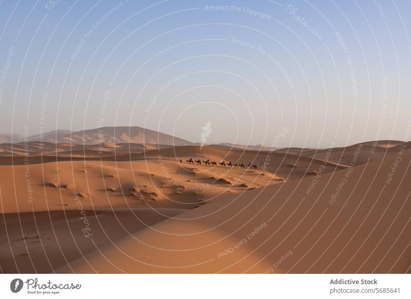 A caravan of camels carrying unrecognizable riders across undulating sand dunes in the warm light of early morning or late afternoon Desert travel adventure