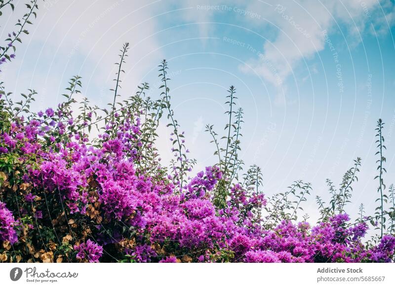 Blooming purple flowers against a blue sky in Óbidos bush óbidos portugal vibrant blossom historic tourist town nature outdoor clear sunny flora botanical