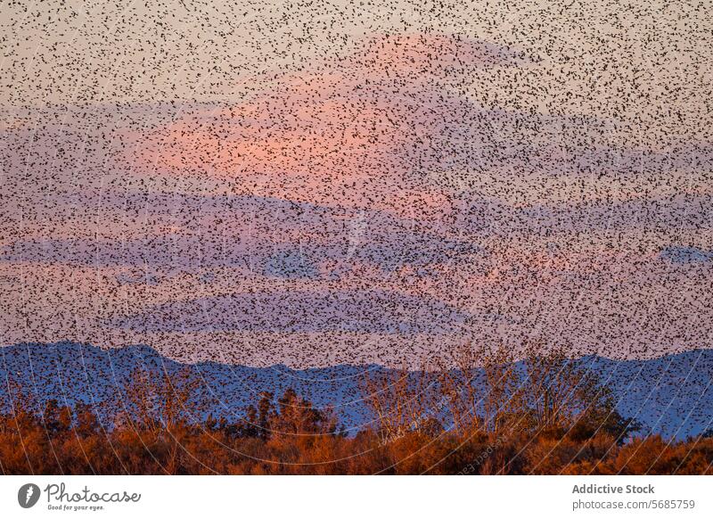 Twilight sky teeming with a flock of birds in flight twilight silhouette mountain desert foliage nature wildlife dusk sunset swarm blanket landscape scenic