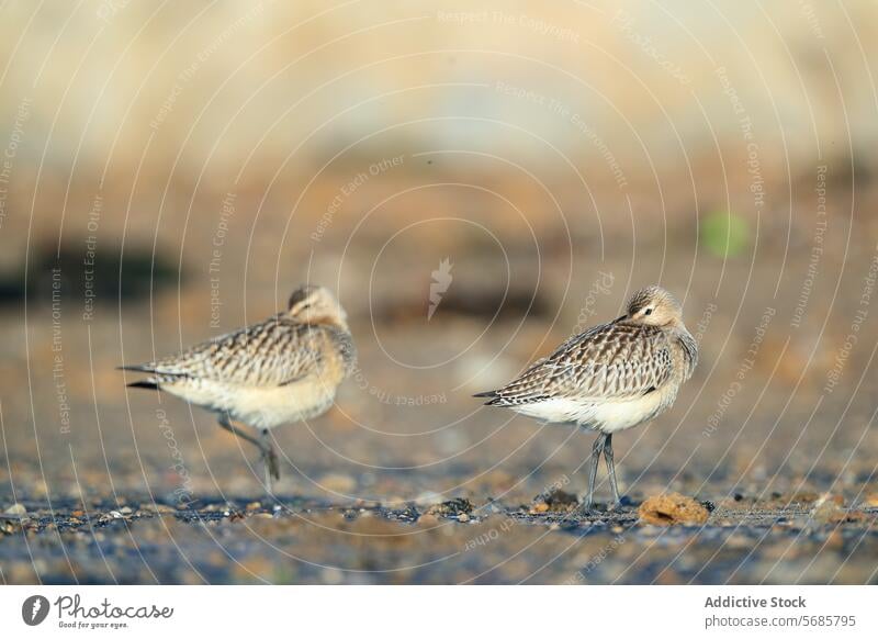 Bar tailed godwit Resting on Pebbled Shore beach pebbled resting bird bar tailed godwit migratory passage coast asturias colipinta needle wildlife nature shore