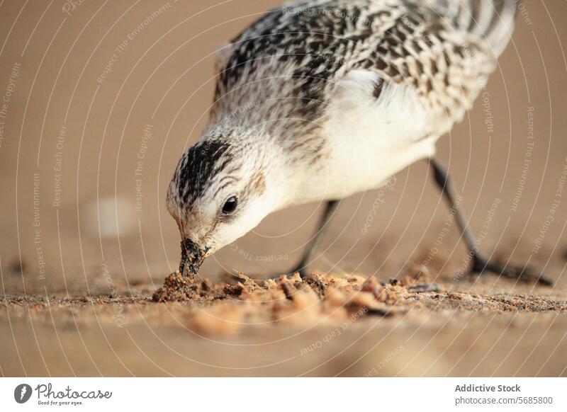 Tridactyl sanpiper Foraging on Sandy Shore tridactyl sanpiper beach foraging sand asturias migratory passage shorebird nature wildlife coast delicate search