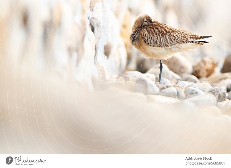 Trridactyl sanpiper on Pebbled Beach Bar tailed godwit bird wildlife nature pebble beach asturias migratory passage coast colipinta needle pebbled animal