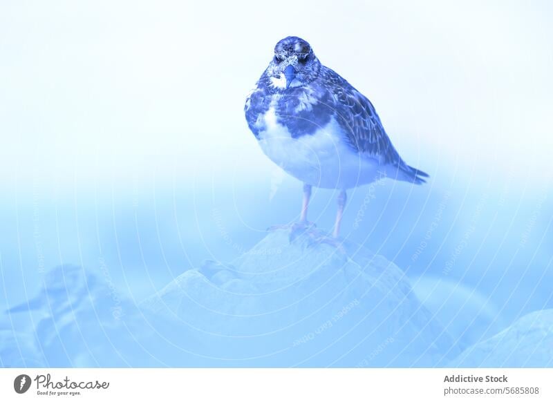 Tridactyl sanpiper perched on rocks during twilight tridactyl sanpiper bird serenity wildlife nature coast asturias migratory journey avian dimming blue cold