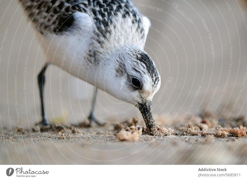 Tridactyl sanpiper Foraging on Shore tridactyl sanpiper sandpiper bird wildlife nature foraging coast shore feeding behavior up-close asturias migratory passage