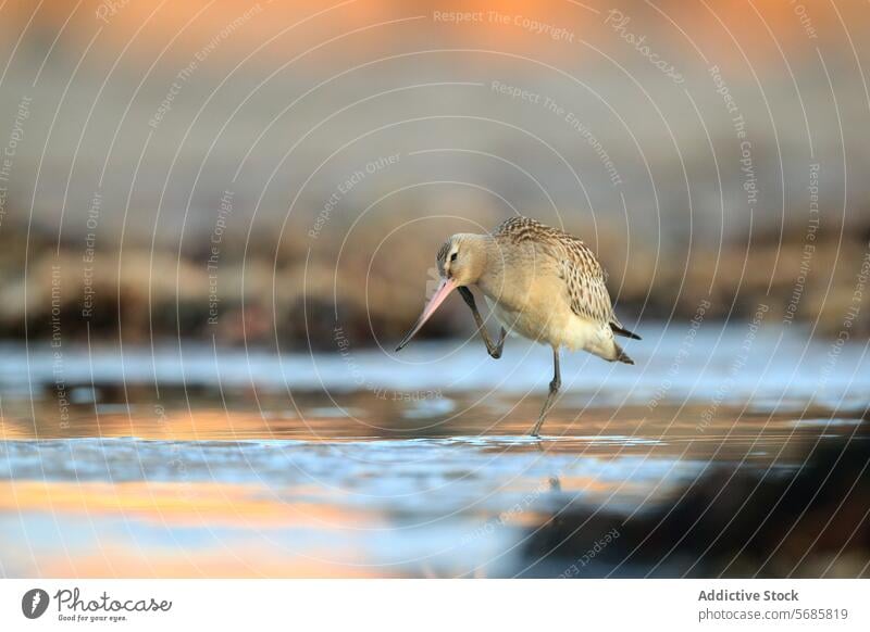 Bar tailed godwit on Migratory Passage in Asturias bird wildlife nature asturias migratory passage coast balance one leg soft-focus background warm light wader