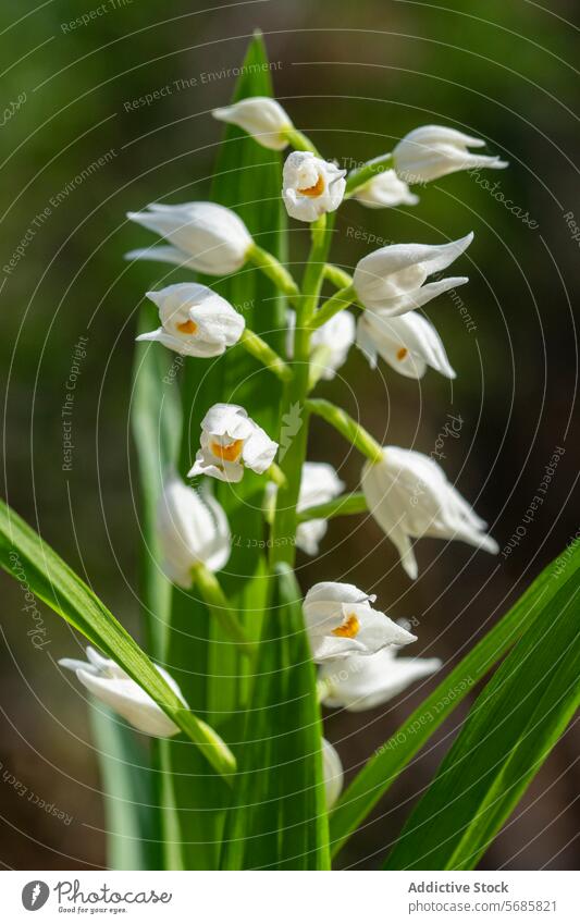 White blossoms of Cephalanthera longifolia in natural habitat cephalanthera longifolia flower orchid white nature delicate close-up sword-leaved helleborine