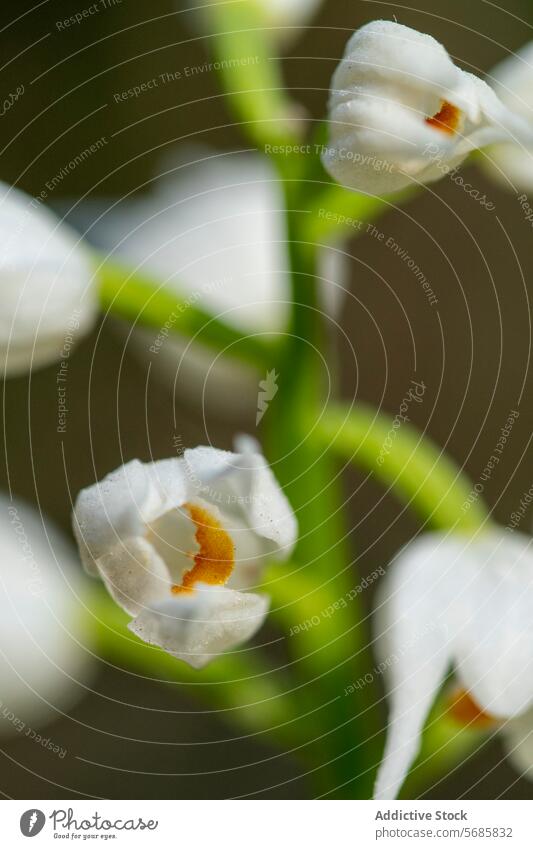 White Cephalanthera rubra orchid close-up in natural habitat cephalanthera rubra white flower red helleborine woodland delicate plant botanical bloom petal