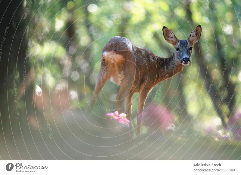 Graceful female roe deer in sunlit forest sunlight nature wildlife animal serene enchanting natural scene graceful doe greenery woodland fauna mammal tranquil