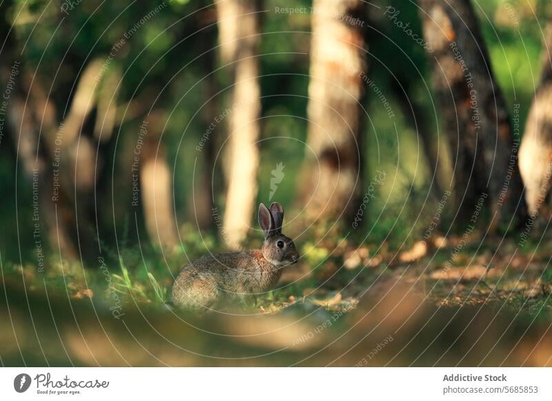 Wild rabbit hiding in natural habitat wild animal nature wildlife forest greenery camouflage cautious serene setting mammal outdoor environment foliage hidden