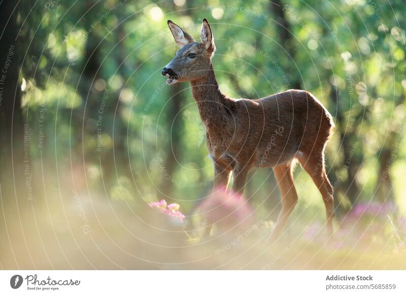 Serene female roe deer in sunlit forest wildlife sunlight tranquil nature serene mammal beauty natural habitat woodland fauna outdoor calm grassland flora