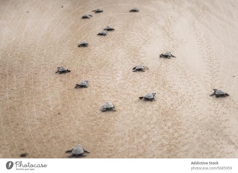 Baby sea turtles journeying to the ocean baby green sea turtle chelonia mydas beach sand hatchling nature wildlife trek crawl conservation reptile marine