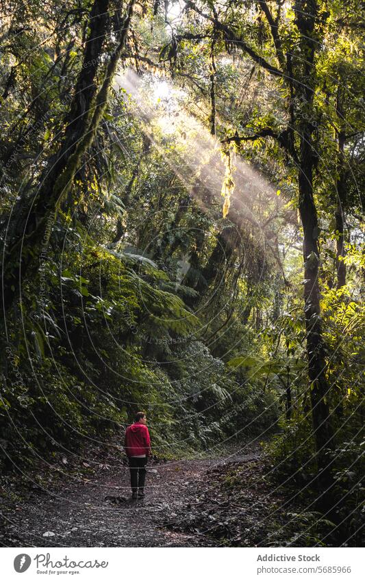 Solitary hike through a sunlit forest man hiker sunbeam mist nature serenity adventure solitude trail greenery male hiking wilderness outdoor tranquility