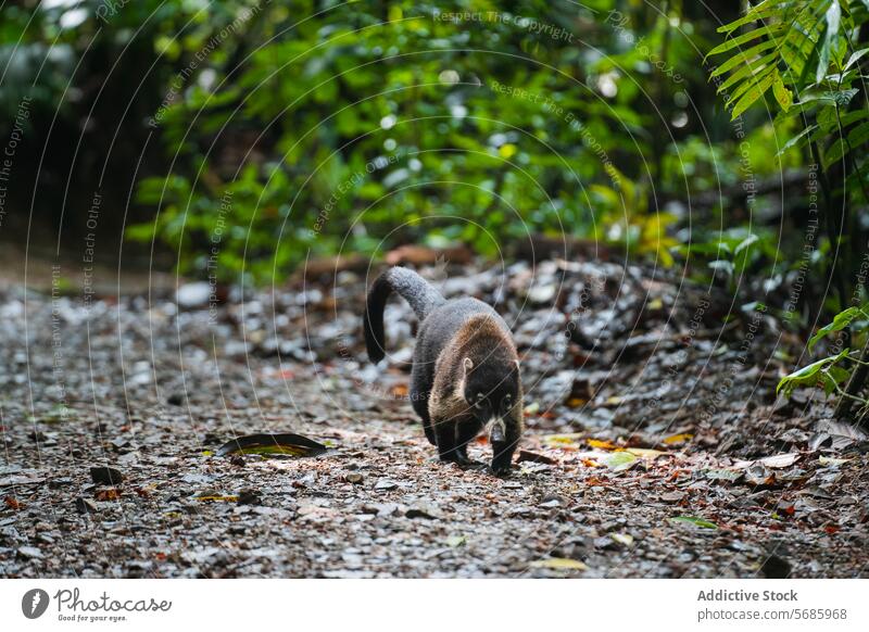 Coati foraging on a forest pathway coati pizote nasua narica wildlife animal nature leaf green foliage outdoor mammal natural habitat ground walking tail