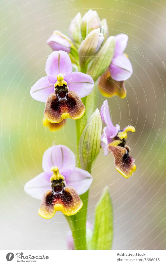 Close-up of Ophrys ficalhoana in natural light ophrys ficalhoana orchid flower nature close-up macro bloom plant blossom spring petal botany detailed soft focus